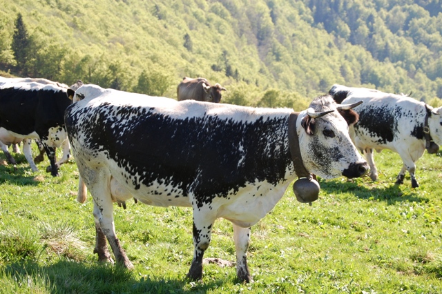 Nos belles vaches vosgiennes